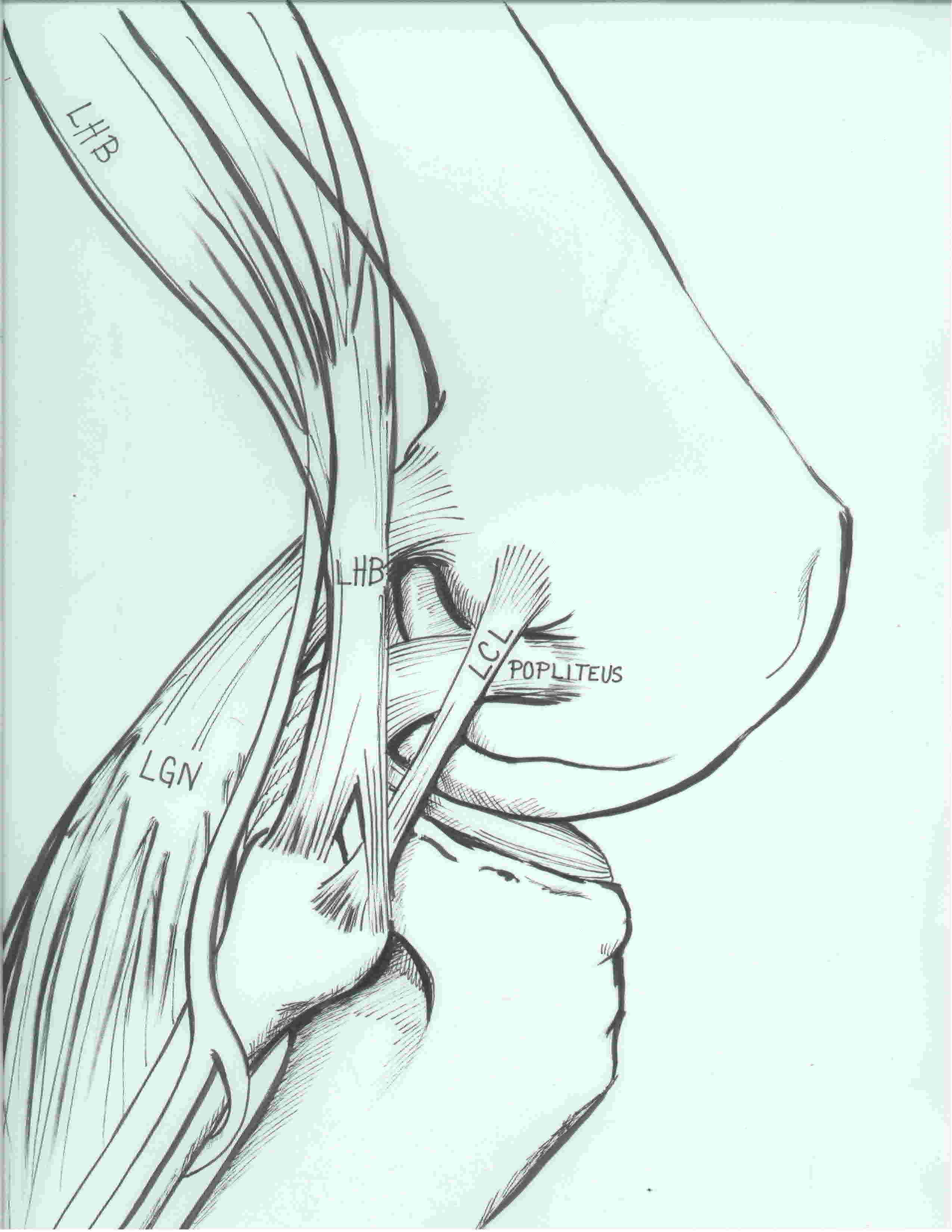 Posterolateral complex anatomy